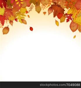 Autumn Leaves Background. Illustration of an autumn and fall season background, with orange, red and yellow leaves, from various plants and trees species