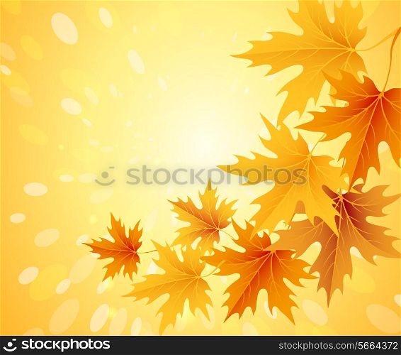 Autumn leaves background. Vector illustration EPS 10
