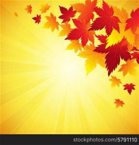 Autumn leaves background. Vector illustration EPS 10. Autumn leaves background.Vector.