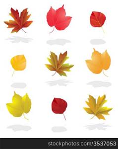 autumn leaves collection