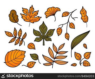 Autumn leaves. Collection seasonal forest leaves. Vector illustration. Isolated colored hand drawing  