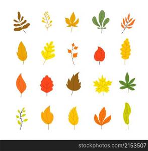 Autumn leaves collection. Tree leaf fall, flat marple yellow orange foliage. Season forest icons, isolated botanical utter vector decorations. Yellow autumn, fall maple and oak foliage illustration. Autumn leaves collection. Tree leaf fall, flat marple yellow orange foliage. Season forest icons, isolated botanical utter vector decorations