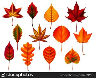 Autumn leaves. Fallen leaf, dry fall leafy litter and falling october nature leaves. October halloween autumnal fall, gold september forest leaf or november trees foliage. Isolated vector icons set. Autumn leaves. Fallen leaf, dry fall leafy litter and falling october nature leaves isolated vector set