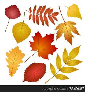 Autumn leaves isolated on white background vector image