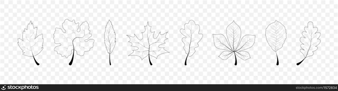 Autumn Leaves. Leaves collection in line design. Leaf vector icons, isolated. Template autumn leaves in linear design. Vector illustration