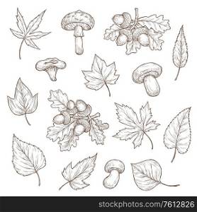 Autumn leaves, mushrooms and acorns vector sketch icons. Maple, oak and willow, birch and ash, poplar autumn tree leaves fall foliage set. Cep, lump and agaric mushroom engraving hand drawn elements. Autumn leaves, mushrooms and acorns sketch