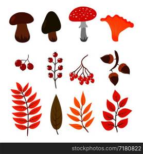 Autumn leaves, mushrooms and berries isolated on white background. Illustration of fall forest cartoon style elements. Leaf seasonal, nature berry, autumnal botanical. Autumn leaves, mushrooms and berries isolated on white background. Illustration of fall forest cartoon style elements