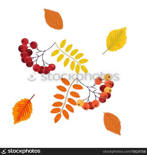 Autumn leaves of alder and rowan, autumn bright rowan berries, postcard, card, vector illustration