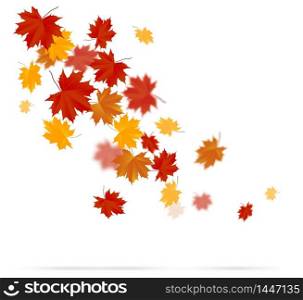 Autumn leaves on white background. Vector
