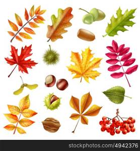 Autumn Leaves Set. Beautiful colorful autumn leaves from different trees chestnut ashberries and acorn set isolated on white background flat vector illustration