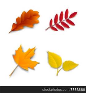 Autumn leaves set oak, maple, ash and birch vector illustration
