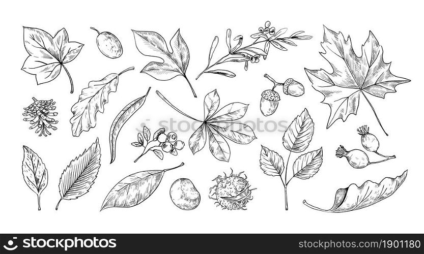 Autumn leaves sketch. Hand drawn fall season foliage of chestnut, maple and oak trees. Botanical herbarium collection. Acorns and rosehip berry. Natural engraving elements set. Vector isolated plants. Autumn leaves sketch. Hand drawn fall foliage of chestnut, maple and oak. Botanical herbarium collection. Acorns and rosehip berry. Natural engraving elements set. Vector isolated plants
