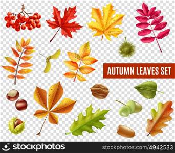 Autumn Leaves Transparent Set. Colorful autumn leaves from different trees chestnuts rowan and acorns isolated on transparent background flat vector illustration