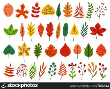 Autumn leaves. Yellow autumnal garden leaf, red fall leaf and fallen dry leaves. Botanical forest plants or september october tree foliage. Flat isolated vector symbols set. Autumn leaves. Yellow autumnal garden leaf, red fall leaf and fallen dry leaves flat vector set
