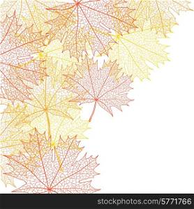Autumn macro leaf of maple. Vector bacground.. Autumn macro leaf of maple. Vector bacground