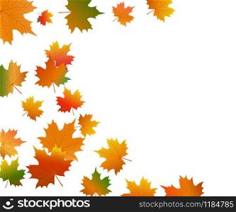 Autumn maple leaf on a white background close-up. Autumn maple leaf on a white background