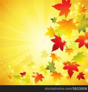 Autumn maple leaves background. Autumn maple leaves background. Vector illustration. EPS 10