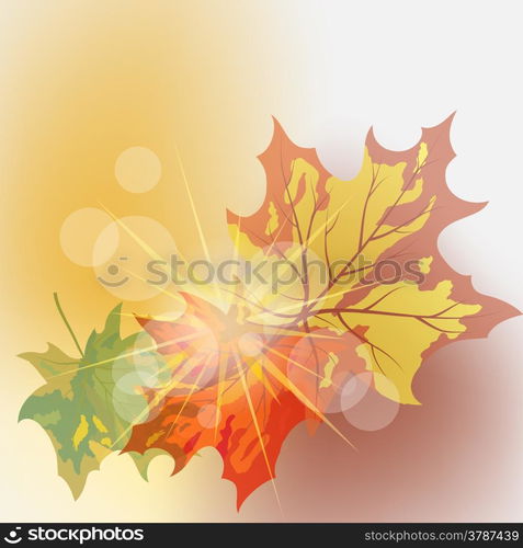 Autumn maple leaves background. Vector illustration with transparency and mesh EPS10.