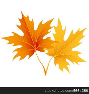 Autumn maple leaves isolated on white. Vector illustration EPS 10