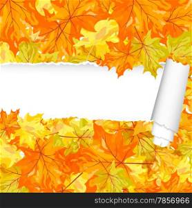 Autumn maple pattern with ripped stripe. EPS 10 vector illustration with transparency.
