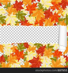 Autumn Maple Seamless Pattern With Ripped Stripe. Transparency Grid Background Design. Vector Illustration.