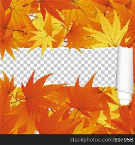 Autumn Maple Seamless Pattern With Ripped Stripe. Transparency Grid Background Design. Vector Illustration.