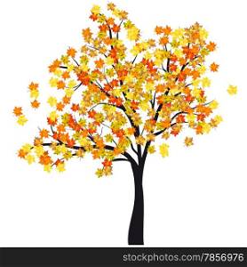 Autumn maple tree. EPS 10 Vector illustration without transparency.
