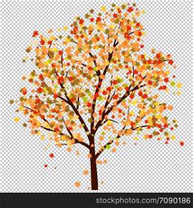Autumn maples tree with falling leaves. Vector illustration.
