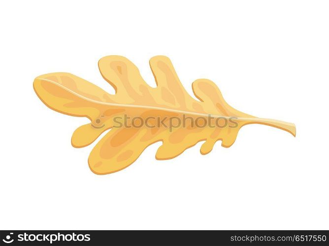 Autumn Oak Leaf isolated Over White Background.. Autumn oak leaf isolated. Fallen leaf of a tree. Autumn season. Fall design concept. Botany element in flat style. Sign symbol of foliage. Serrated leaf or entire leaf with smooth margins. Vector