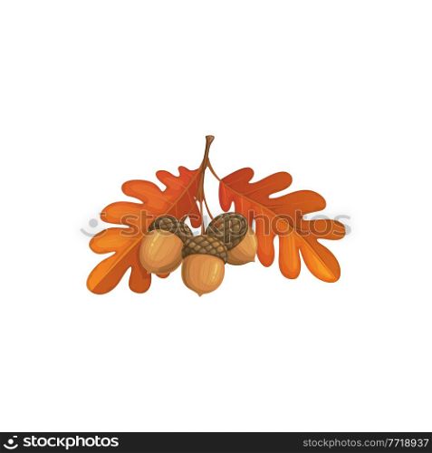 Autumn oak leaves and acorn vector icon, cartoon fallen foliage, dry tree leaf of brown color, design element, isolated natural object on white background. Autumn oak leaves and acorn cartoon vector icon