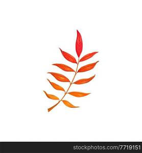 Autumn rowan leaf vector icon, cartoon fallen foliage, red tree leaf, natural design element, isolated botanical object on white background, sign or symbol. Autumn rowan leaf vector icon, cartoon foliage