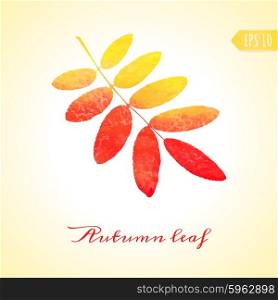 Autumn rowan leaf. Vector isolated element for your design.. Autumn rowan leaf. Vector isolated element.