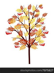 Autumn Rowan Tree With Leaves and Berries on White Background. Elegant Design with Ideal Balanced Colors. Vector Illustration.
