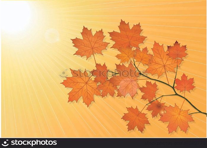 Autumn scenery with maple tree