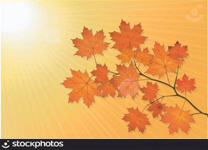 Autumn scenery with maple tree