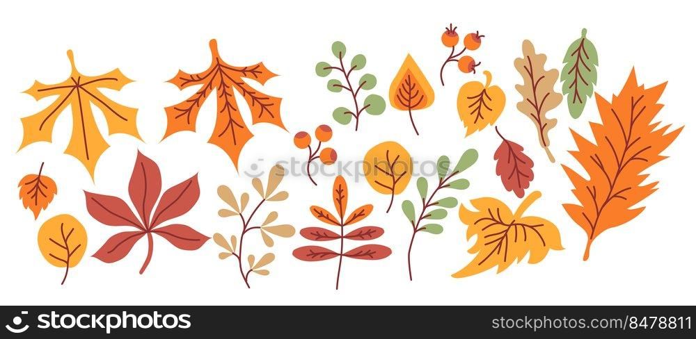 autumn set.  autumn leaves, branches and berries on a white background. For autumn design and decoration, print. Vector illustration
