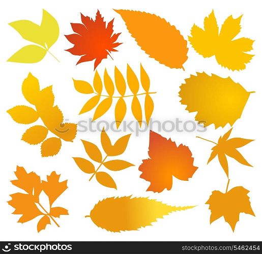 Autumn2. Set of autumn leaves of different trees. A vector illustration