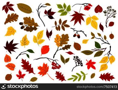 Autumnal colorful red, yellow, orange, green and brown leaves, berries, acorns and herbs. Autumnal leaves, berries and herbs