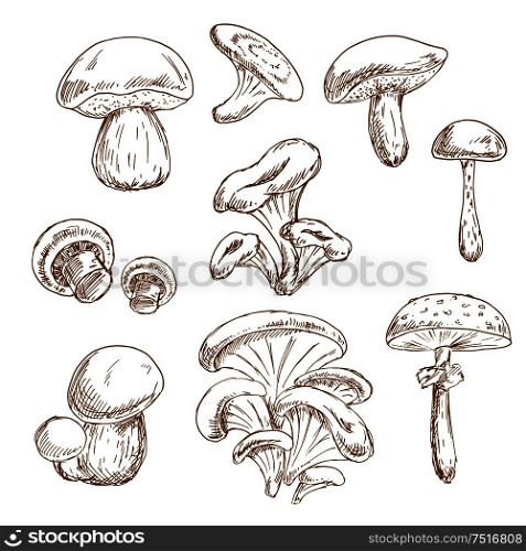 Autumnal forest edible boletus and porcini, chanterelle and shiitake, champignons, oyster and poisonous amanita mushrooms vintage stylized sketches. Recipe book, vegetarian menu, food themes. Autumnal forest mushrooms sketches set