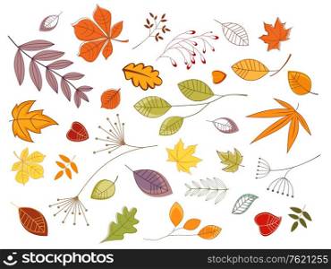 Autumnal leaves and plants set for seasonal design