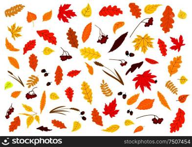 Autumnal leaves, herbs, acorns and berries set isolated on white. For holiday and seasonal design. Autumnal leaves, herbs, acorns and berries