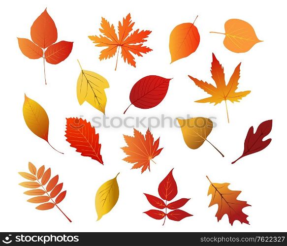Autumnal red, yellow and brown leaves isolated on white background for seasonal design