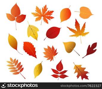 Autumnal red, yellow and brown leaves isolated on white background for seasonal design