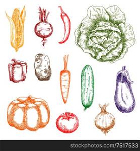 Autumnal ripe vegetables colored sketch icons for organic farming design with orange pumpkin and carrot, sweet corn, bell pepper and beet, tomato and potato, cayenne pepper and eggplant, onion, cabbage and cucumber . Autumnal ripe vegetables sketch icons