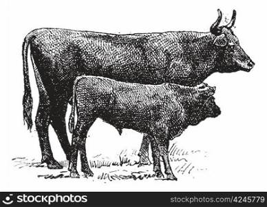 Auvergne cattle breed, vintage engraved illustration. Dictionary of words and things - Larive and Fleury - 1895.