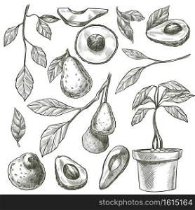 Avocado growing from seed in pot, potted plant with foliage. Monochrome sketch outline of organic and natural veggie. Homegrown vegetable full of vitamins and microelements. Vector in flat style. Growing avocado from seed, monochrome outline