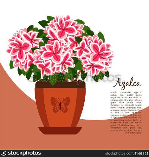 Azalea indoor plant in pot banner template, vector illustration. Azalea indoor plant in pot banner