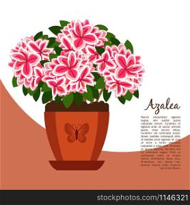 Azalea indoor plant in pot banner template, vector illustration. Azalea indoor plant in pot banner
