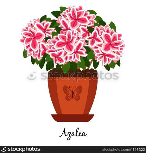 Azalea plant in pot isolated on the white background, vector illustration. Azalea plant in pot icon