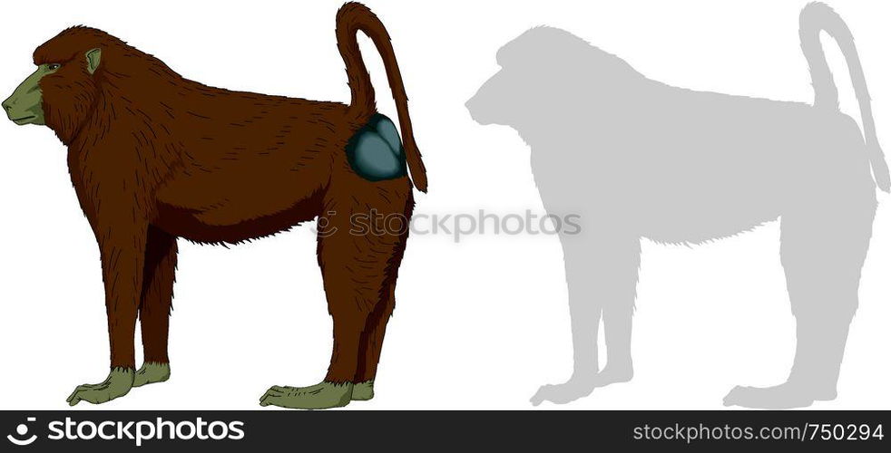 Baboon
